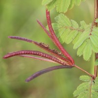 <i>Desmanthus virgatus</i>  (L.) Willd.